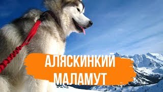 Аляскинский маламут - Интересные Факты. Все о породе Аляскинский Маламут