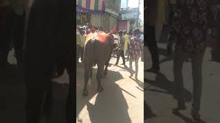 Osmanabad Diwali fastival Bull racing