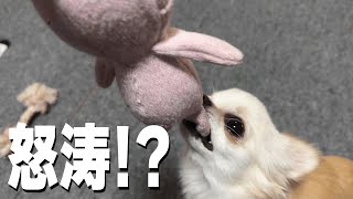 怒らないで！？変な遊び方をするチワワの様子