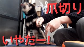 爪切りが嫌すぎて噛みつこうとするが必死に我慢する柴犬【黒柴犬】【豆柴】