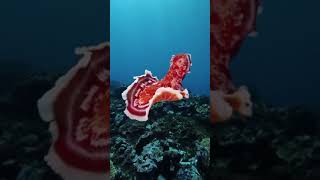 Spanish dancer 西班牙舞妓 血紅六鰓海蛞蝓