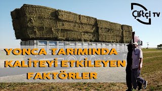 Yonca Tarımında Kaliteyi Etkileyen Faktörler - Tarımda Hayat