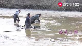 我是小熙：鱼塘抽干开始抓大鱼，小熙抓住一袋就跑，满眼都是靓货