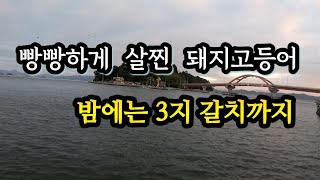 쌀쪄서 들어온 고등어 ..좋아좋아