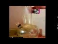 Bong Buddy patented magnetic glass scrubber BONG CLEANER™