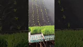 Mechanized transplanting process of rice seedlings