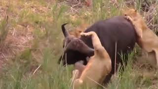 ገራሚ የ አንበሳ ና የ ጎሽ  ፅብ amazing fight of lion and buffalo..