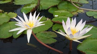 Beautiful flowers scenery କଇଁ ଫୁଲ🌼🌼🌼🌼