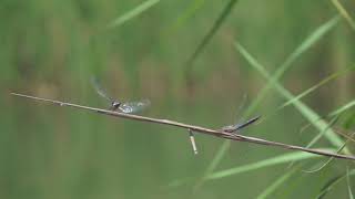 Libellula fulva vs. Orthetrum cancellatum