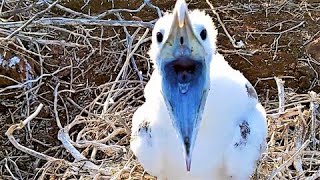 Baby albatross adorably begs hiker for food in the Galapagos Islands