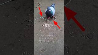 pigeon trap | creative bird trap | bird trap #shorts