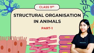 Structural Organisation In Animals | Part1 | Class11 | Biology | NCERT | Adhyayanta