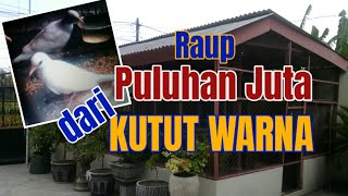 Raup Puluhan Juta Dari Ternak Kutut Warna