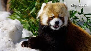 ブドウとリンゴを食べるレッサーパンダ　左利きのセイタ~Red Panda