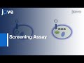 Screening Assay: Oxidative Stress In Feline Astrocyte Cell Line, G355-5 l Protocol Preview