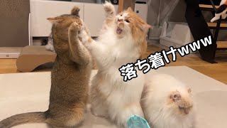 猫たちに知育おもちゃを差し出したら個性爆発したw