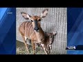 Pittsburgh Zoo welcomes baby nyala