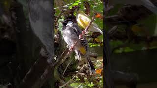 Iraqi Bulbul | White Eared Bulbul | Bird Sounds