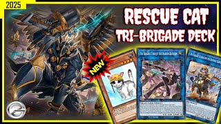 Rescue Cat Powers Up Tri-Brigade Deck! 🔥 | PC Gameplay JAN 2025 - Yu-Gi-Oh! Duel Links