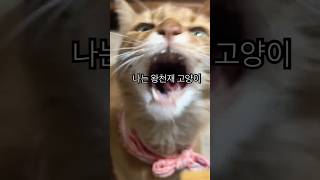 개인기가 늘어서 돌아왔다요!!!                  #cute #고양이 #고양이일상 #고양이영상 #cat #반려동물 #귀여워 #개인기 #천재고양이 #사랑해 #아기고양이