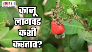 काजू लागवड / शेती कशी करावी? | Cashew Plantation and Farming in Marathi