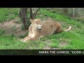 GirlsontheBall meet a Lioness