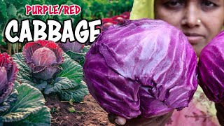 How to grow PURPLE/RED CABBAGE : Your Complete Farming Guide