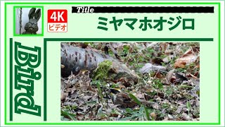 【4K】ミヤマホオジロ　～混群で採餌中～　20230104　Bird　野鳥