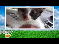 子猫らな猫部屋生活1日目【瀬戸のらな日記】 kitten maya for the first time in the cat room