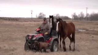 horse and quad