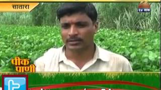 Zee24Taas : Satara Peekpani- For Farmer inter crop is double beneficial