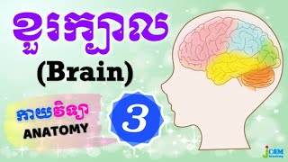 កាយវិទ្យា [21] - ខួរក្បាល ③ (Anatomy of Brain)