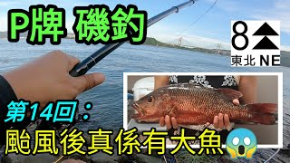 P牌磯釣｜第14回｜颱風後真係會有大魚｜大紅鮋 (紅槽)｜步兵釣魚