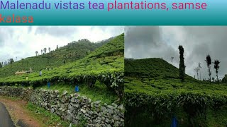 Malenadu vistas tea plantation samse kalasa, ಟೀ ಎಸ್ಟೇಟ್, ಕಳಸ 🌳