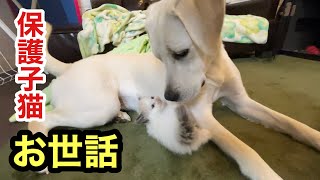 保護した子猫のお世話をする犬【ラブラドールレトリバー】