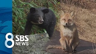 '멸종위기종' 잇따라 출산…국립공원 복원 사업 '활기' / SBS