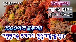 키핑장다육 5다이 1500여개 물흠뻑!! 다육구경해요☆겨울다육 물주기 날잡아 편안하게 주세요succulents  plant 多肉植物