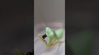 Giant Asian Mantis Hierodula venosa eats fly -timelapse- #shorts