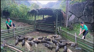 Farm Life: Building a Bamboo Fence to Raise Pigs | Wild farm