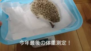 生後４ヶ月のハリネズミの体重