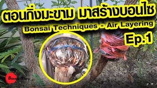 ตอนกิ่งมะขาม มาสร้างบอนไซ, Tamarind Bonsai, Asam java bonsai, Bonsai Techniques - Air Layering EP.1