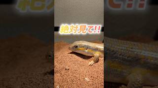 絶対見て！！ #爬虫類 #シュナイダースキンク #トカゲ #reptiles #爬虫類飼育 #shorts #エサやり #ペット #癒し