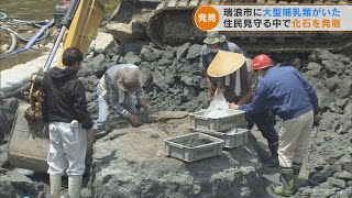 カバに似た大型哺乳類の化石をごみ拾い中に発見…1200万年前に絶滅「パレオパラドキシア」か　岐阜・瑞浪市(2022/6/10)