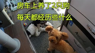 带着2只狗狗旅行，记录房车旅行生活日常，养狗的乐趣与麻烦共存【大毛房车游记】