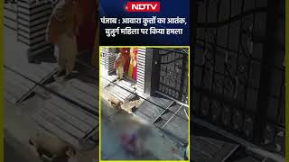 Punjab: आवारा कुत्तों का आतंक, 60 साल की बुजुर्ग महिला को 15 जगह काटा, CCTV  में कैद घटना