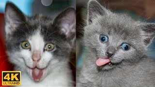 😼 Kitten funny compilation, try not to laugh 😂 Cute kittens s - Kris reaction