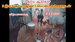 10 தாய் ஆடுகள் 9 குட்டிகளோடு விற்பனைக்கு