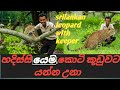 srilankan leopard with keeper/හදසිස්සියෙම කොටියගේ  කූඩුවට ගියාම
