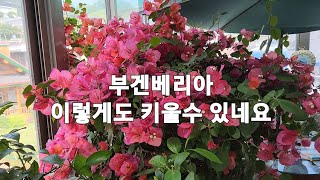 #이렇게도 키울수 있네요#부겐베리아#라임제라늄