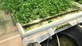 ក្រសាំងទៀបដាំដោយប្រព័ន្ធ Hydroponic